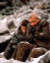 Anthony Hopkins & Alec Baldwin in The Edge Poster and Photo