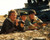 Patrick Swayze in Red Dawn Poster and Photo