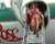 Bette Midler in The Rose Poster and Photo