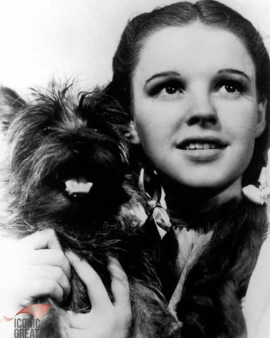 Judy Garland in The Wizard of Oz Poster and Photo