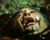 Christopher Lee in The Satanic Rites of Dracula a.k.a. Dracula and his Vampire Bride Poster and Photo