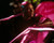 Ving Rhames in Striptease Poster and Photo