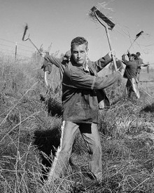 Paul Newman in Cool Hand Luke Poster and Photo