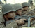 Matt Damon & Tom Hanks in Saving Private Ryan Poster and Photo