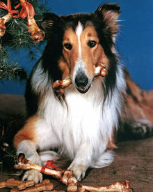 Lassie in Lassie (1954) Poster and Photo