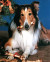 Lassie in Lassie (1954) Poster and Photo
