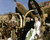 Jack Hawkins in Zulu Poster and Photo