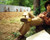 Jonathan Taylor Thomas in Tom and Huck Poster and Photo