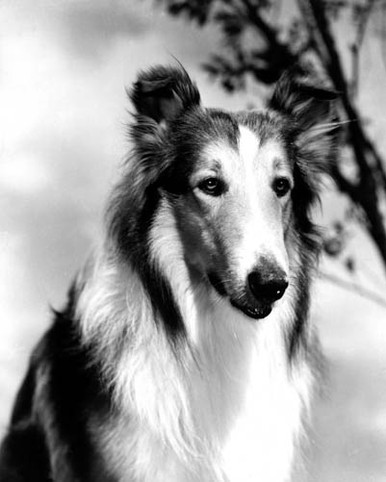 Lassie in Lassie Come Home Poster and Photo