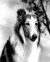 Lassie in Lassie Come Home Poster and Photo