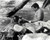 Tony Curtis & Sidney Poitier in The Defiant Ones Poster and Photo