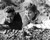 Robert Ryan & Burt Lancaster in The Professionals (1966) Poster and Photo