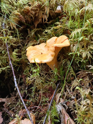 Chanterelles and plain chocolate