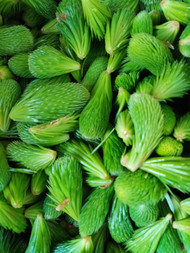 Sitka spruce and milk chocolate