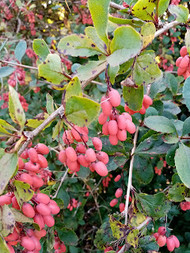 Barberry and white chocolate bar