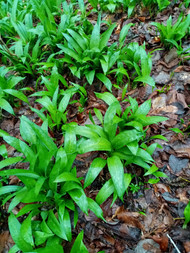 Fermented wild garlic in 70% plain chocolate