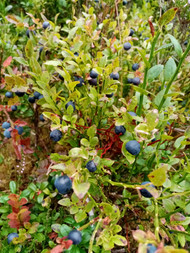 Blaeberry in 72% plain chocolate