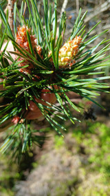 Scots pine catkins in 70% plain chocolate