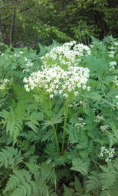 Sweet cicely in 64% plain chocolate