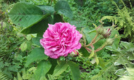 Breadalbane rose in 37% white chocolate