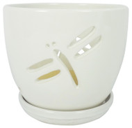 5.5" Dragon Orchid Pot