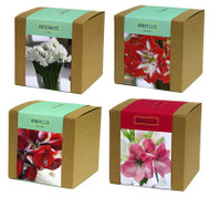 Holi Plant Bulb Kit Dsp