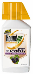 32oz Wild Blackberry