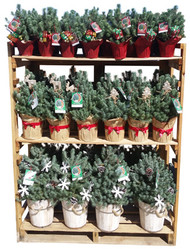 48pc Holiday Pine Dsp