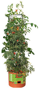 Tomato Barrel/tower