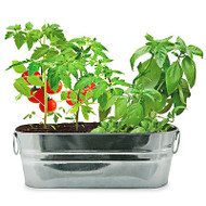 Salad Windowsill Kit