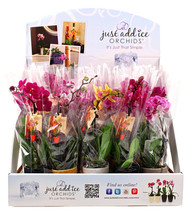 20pc Phalean Orchid Dsp