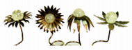 Flor Potsticker