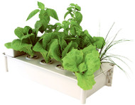 Salad Box Kit