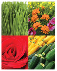 Grow Anything Seed Kit