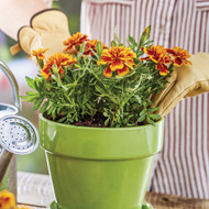 Burpee Natural & Organic 8 Qt. 6-1/2 Lb. Potting Mix