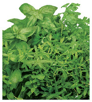 Italian Herb Seed Kit