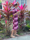 Ladies' hair covering style A in berry ombre to match style 2600A-1 in berry ombre