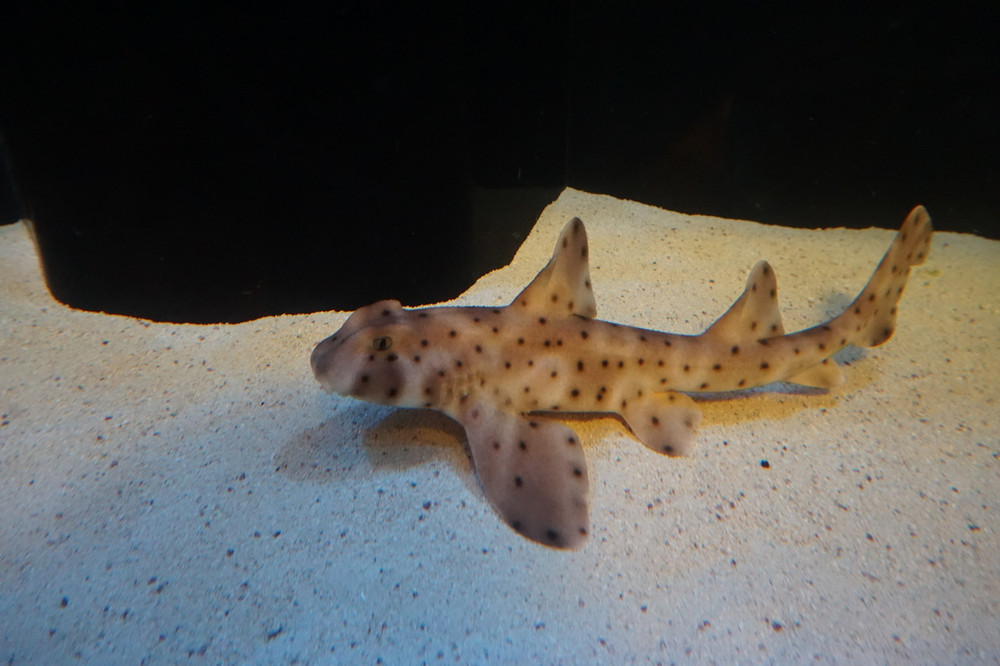 Horn Shark | Shark And Reef