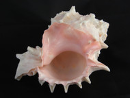 Pink Murex Shells 3" (Pack of 2)