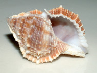 Bursa Shells (3 oz. Pack)