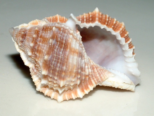 Bursa Shells (3 oz. Pack)