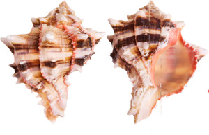 Brassica Murex Sea Shell (2 Piece)