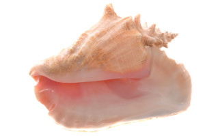 Pink Conch (1 Piece, Large) Single View