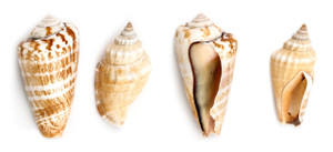 Strombus Sea Shells 1/2 lb. Bag