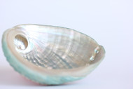 Abalone Shell (Large, 5 Inches)