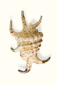Scorpion Sea Shell (Medium Size, 3-4 Inches, Pack of 2)