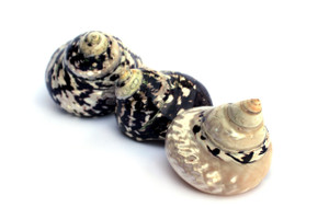 Polished Pica Sea Shell Set (2, Black, Small - 2 Inches)