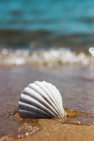 White Sea Shell Set of 2 (3-4 Inches wide)