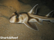 Port Jackson Shark - Heterodontus portusjacksoni