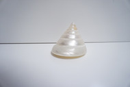 Small Snail Pearl Shell (2 Inches Wide)